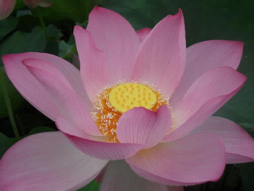 在网上平台出款通道维护不能出款